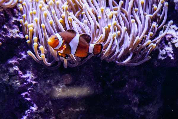 Amphiprion Ocellaris Pesce pagliaccio in acquario marino — Foto Stock