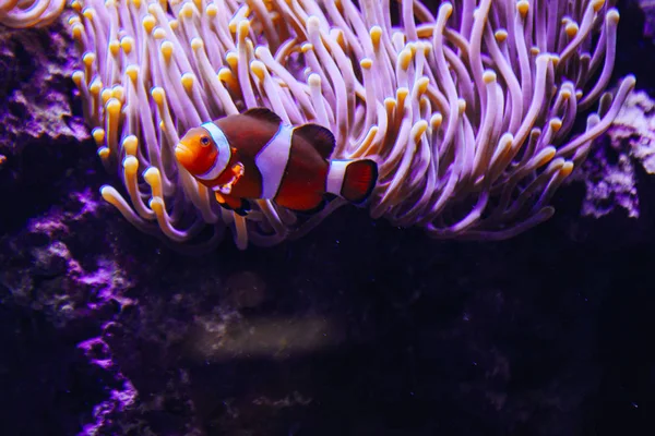 アンフィプリオン｜海洋水族館のオセラーリス・クラウンフィッシュ — ストック写真