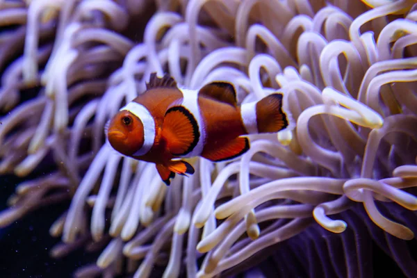 Amphiprion Ocellaris Clownfish In Marine Aquarium — Stock Photo, Image