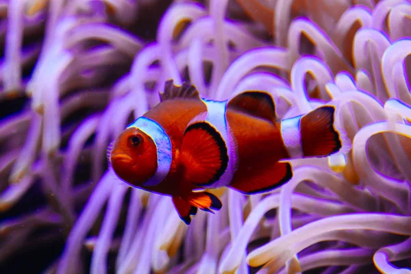 Amphiprion Ocellaris Clownfish In Marine Aquarium — Stock Photo, Image