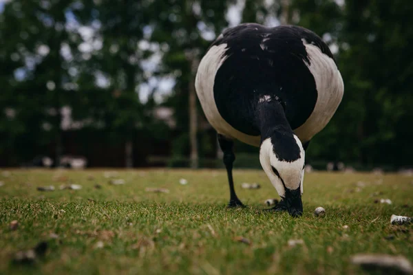 Goose in Ethnographic park  the open air museum — Stock Photo, Image