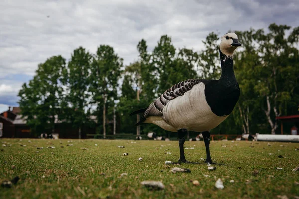 Goose in Ethnographic park  the open air museum — Stock Photo, Image