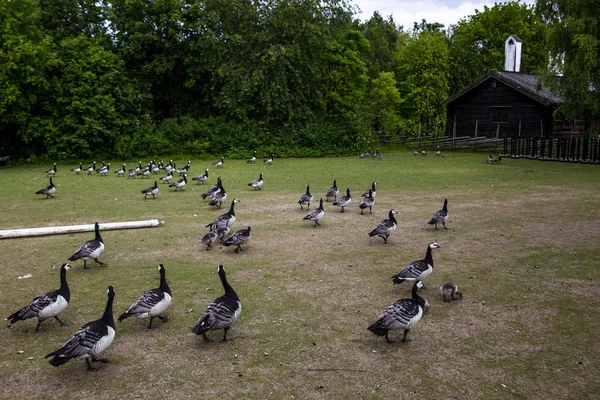 Gans im Ethnographischen Park des Freilichtmuseums — Stockfoto