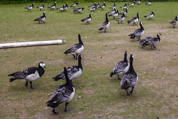 Ganso no parque etnográfico o museu ao ar livre — Fotografia de Stock