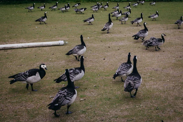 Gęsi w park etnograficzny, Muzeum na świeżym powietrzu — Zdjęcie stockowe