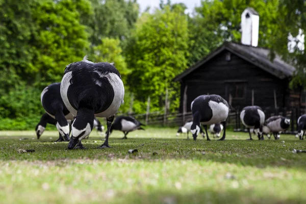 Goose in Ethnographic park  the open air museum — Stock Photo, Image