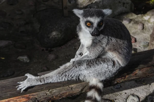 Macho lemur disfrutando del sol en el zoológico Skansen en Estocolmo, Suecia —  Fotos de Stock