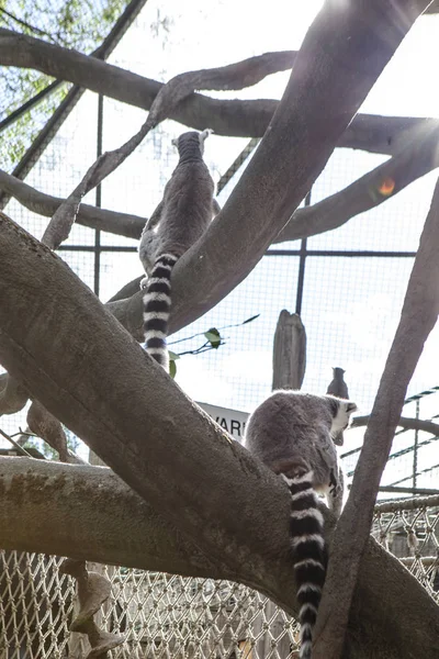 Lémurien Macho profitant du soleil dans le zoo de Skansen à Stockholm, Suède — Photo