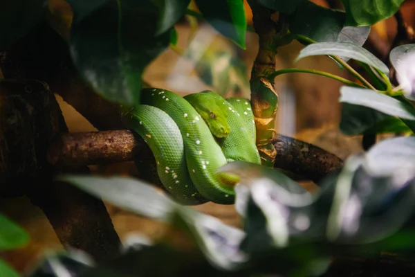 Emerald Tree Boa (Corallus caninus) Serpente em Skansen, Estocolmo, Suécia — Fotografia de Stock