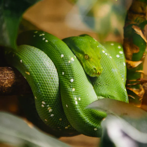 Emerald Tree Boa (Corallus caninus) Snake at Skansen, Stockholm, Sweden — Stock Photo, Image