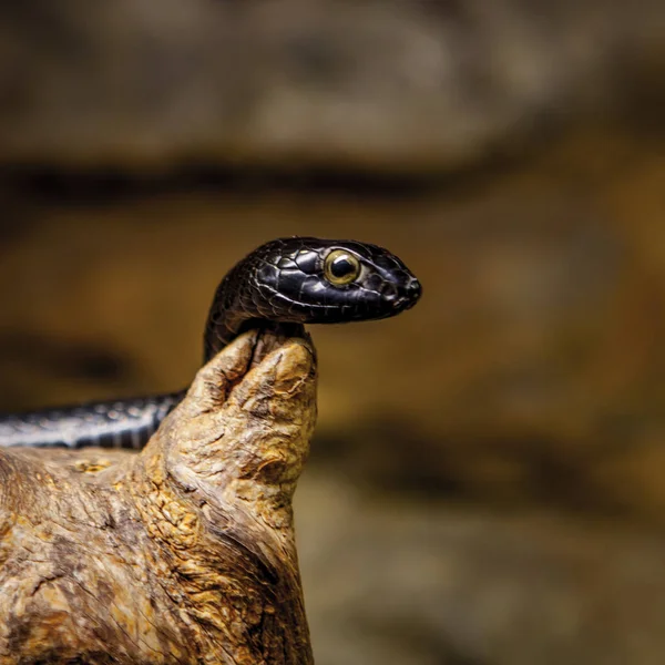 Serpiente en el zoológico de Skansen, stockholm — Foto de Stock