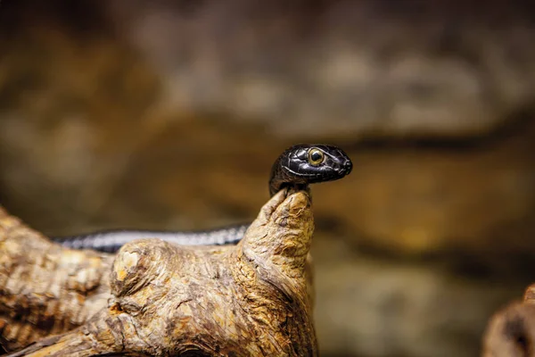 Serpiente en el zoológico de Skansen, stockholm — Foto de Stock