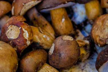 taze hasat porcini, cepe, mantar