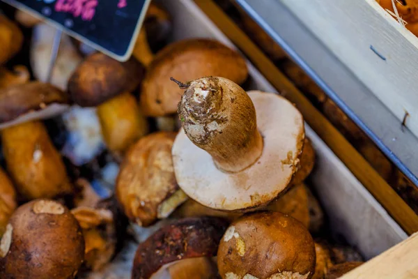 갓 수확 한 포 치 니, 세파, 버섯 — 스톡 사진
