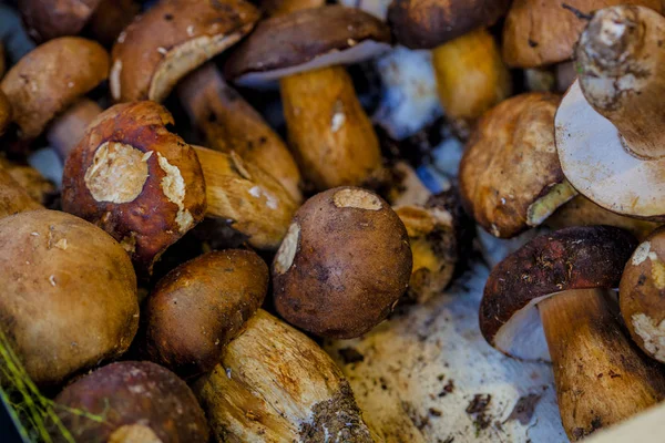 Vers geoogste Porcini, cepe, champignons — Stockfoto