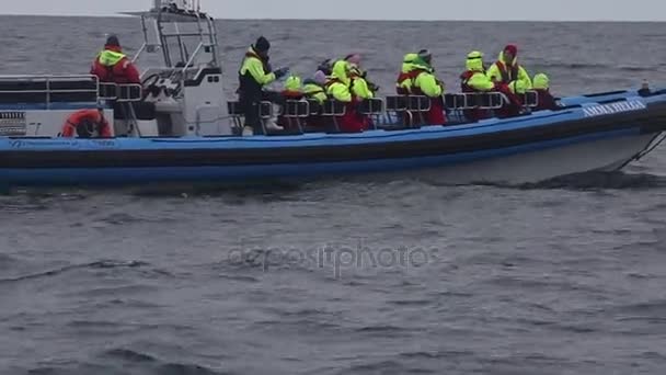 Husavik Islandia Agosto 2017 Empieza Viaje Observación Ballenas Barco Con — Vídeo de stock