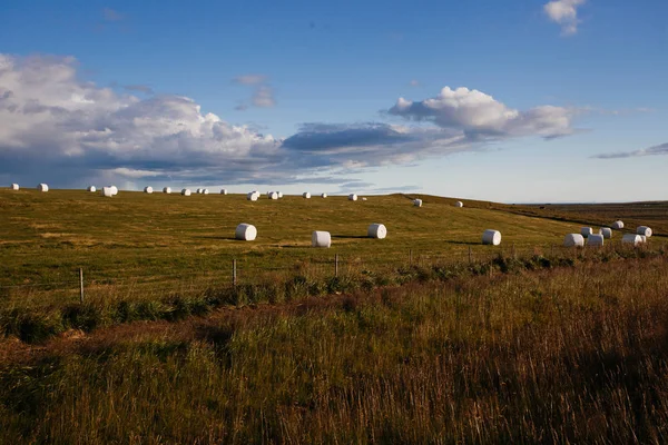 Veld met hooi rolt, IJslandse natuur — Stockfoto