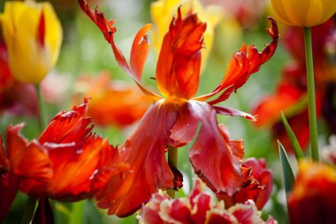 kırmızı lale Çiçek Bahçe, açık park