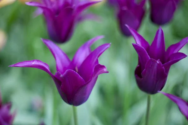 Vivid violet tulips, spring, outdoors — Stock Photo, Image