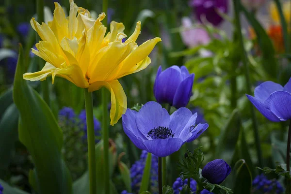 Tulipes colorées dans le parc. — Photo