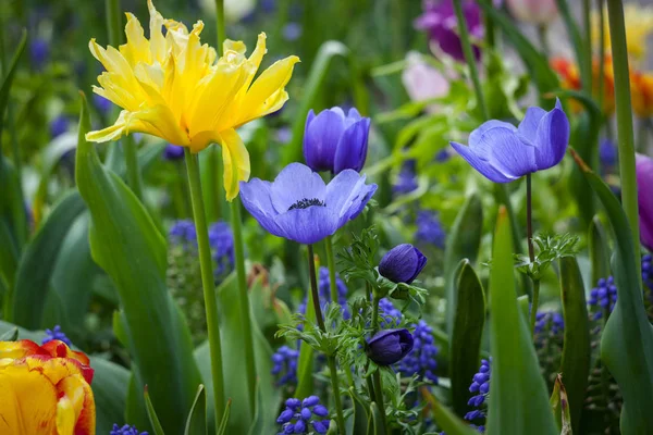 Kleurrijke tulpen in het park. — Stockfoto