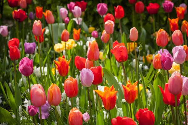 Bunte Tulpen im Park. — Stockfoto