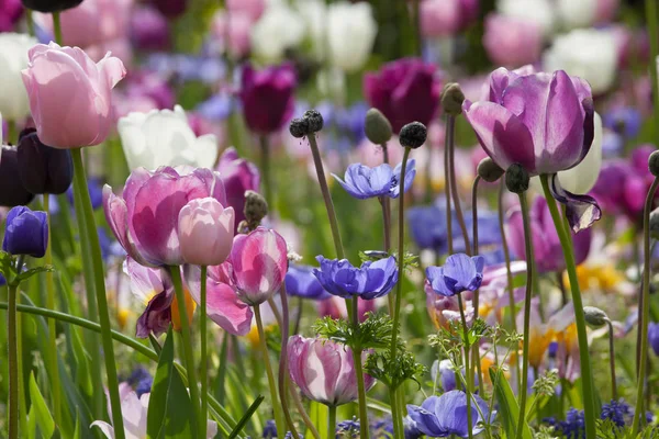 Kleurrijke tulpen in het park. — Stockfoto