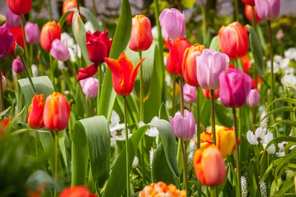 Bunte Tulpen im Park. — Stockfoto