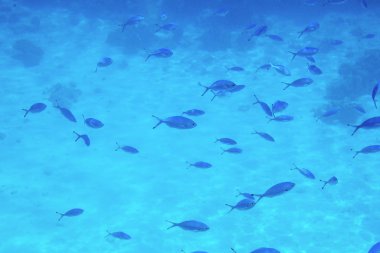 Sualtı canlıları Kızıldeniz,, - balıklar ve carals, Mısır