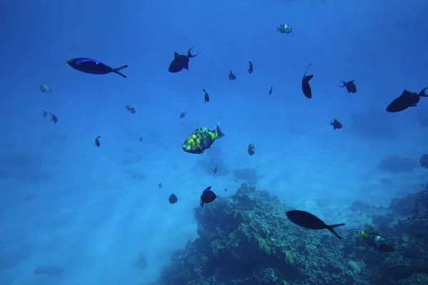 Vie sous-marine de la mer Rouge,, - poissons et charbons, Egypte — Photo