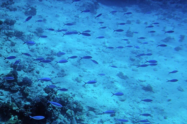 Подводная жизнь Красного моря,, - рыбы и каралы, Египет — стоковое фото