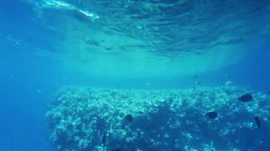 Bahar alanındaki Pembe Laleler