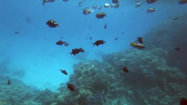 Vida Subaquática Mar Vermelho Peixes Carais Egito — Vídeo de Stock