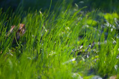 Yeşil Yaz çim çayır yakın çekim parlak güneş ışığı ile. Güneşli S