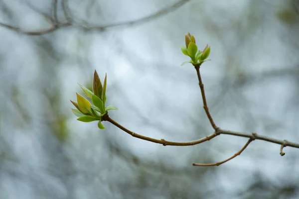 첫 번째 봄 부드러운 나뭇잎, 새싹 및 분기 매크로 backgrou — 스톡 사진