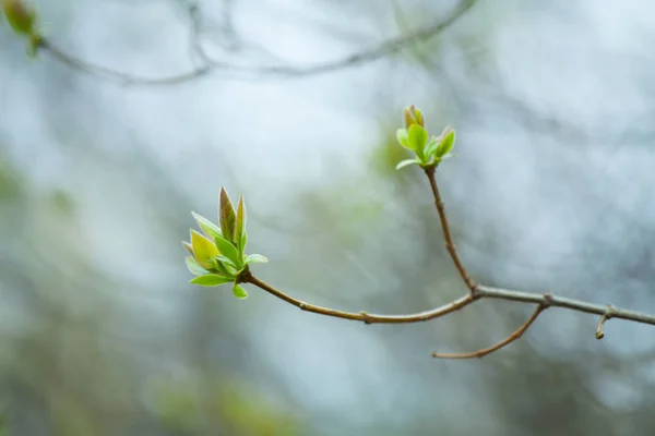 První jarní jemné listy, pupeny a větví makro poz — Stock fotografie