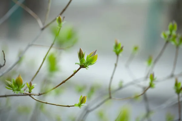 첫 번째 봄 부드러운 나뭇잎, 새싹 및 분기 매크로 backgrou — 스톡 사진