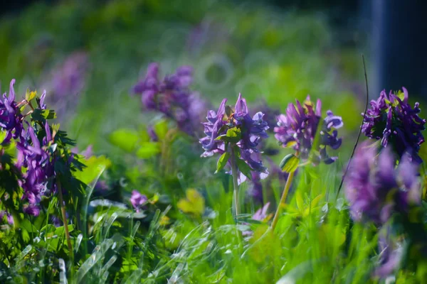 Flor violeta en verde verano hierba pradera primer plano con brillante —  Fotos de Stock