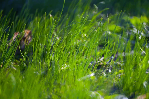 Green Summer Grass Meadow Close-Up With Bright Sunlight. Soleado S —  Fotos de Stock