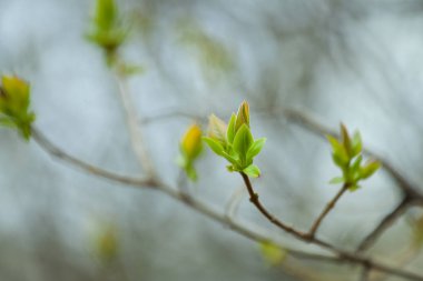 İlk Bahar yumuşak yaprakları, tomurcukları ve makro backgrou dalları