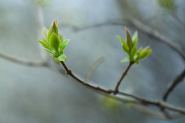 İlk Bahar yumuşak yaprakları, tomurcukları ve makro backgrou dalları