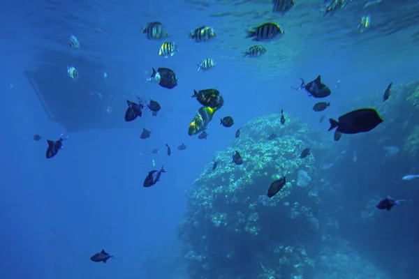 Vida subaquática do Mar Vermelho,, - peixes e carais, Egito — Fotografia de Stock