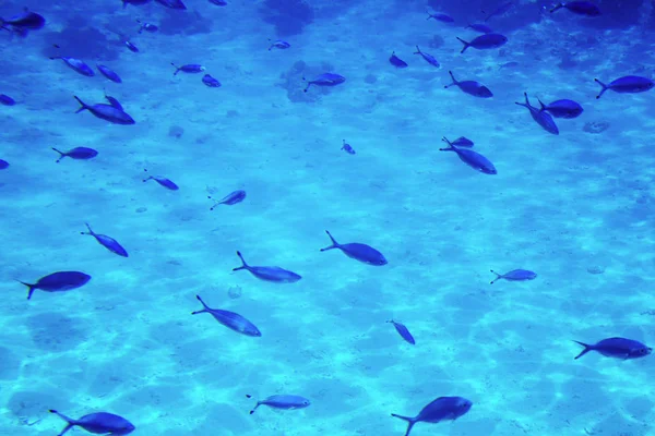 Vida submarina del Mar Rojo,, - peces y caracoles, Egipto — Foto de Stock