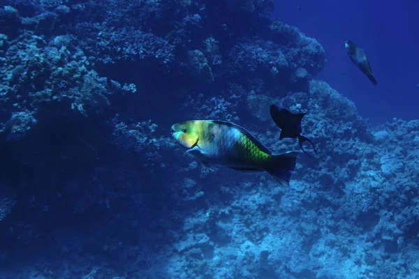 Vita subacquea del Mar Rosso,, - pesci e caralli, Egitto — Foto Stock