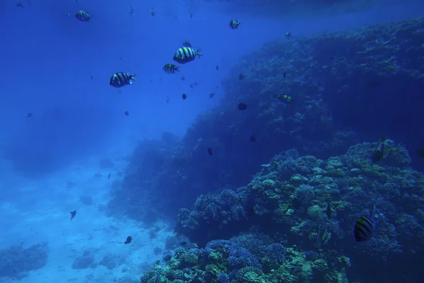 Vie sous-marine de la mer Rouge,, - poissons et charbons, Egypte — Photo