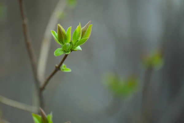 İlk Bahar yumuşak yaprakları, tomurcukları ve makro backgrou dalları — Stok fotoğraf