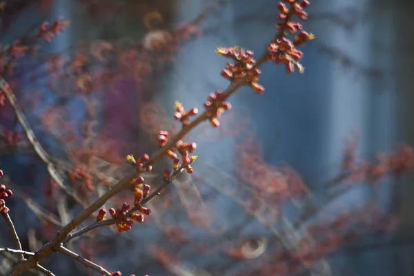 Albero fiorito coperto di fiori, boccioli, boccioli e foglie — Foto Stock