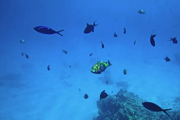 Undervattenslivet i Röda havet,, - fiskar och carals, Egypten — Stockfoto