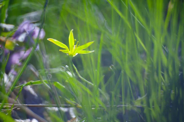 Κίτρινο λουλούδι πράσινο καλοκαίρι γρασίδι λιβάδι Close-Up με τα φωτεινά — Φωτογραφία Αρχείου