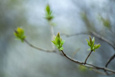 İlk Bahar yumuşak yaprakları, tomurcukları ve makro backgrou dalları